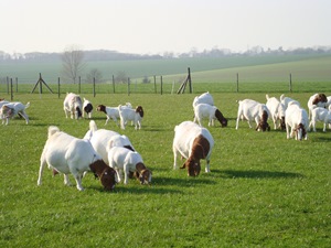 grazing goats