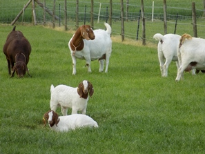 Goats May 2018