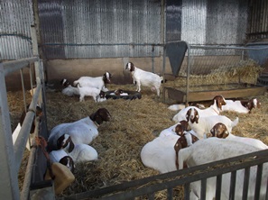 resting goats 2015